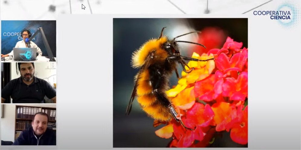 Abejas nativas Desde su biología hacia su conservación YouTube 