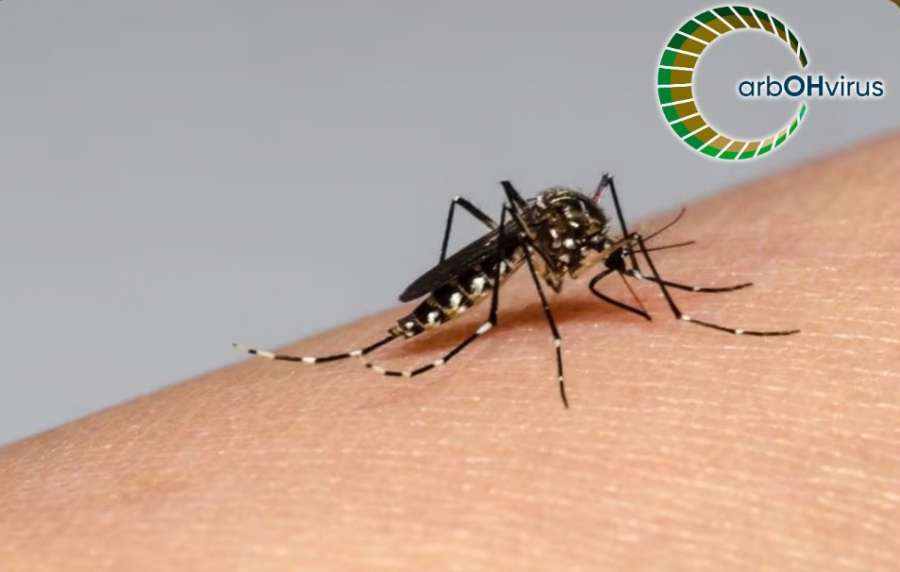 mosquito