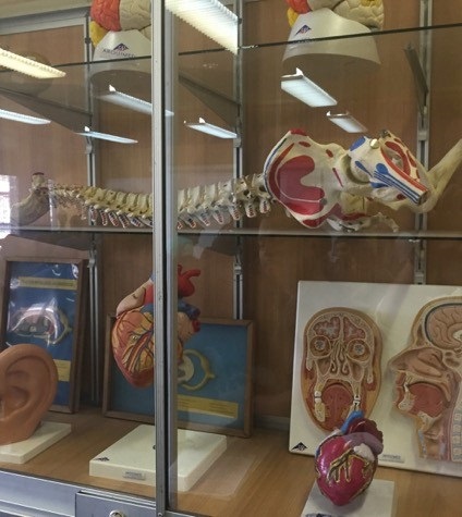 lab anatomia1